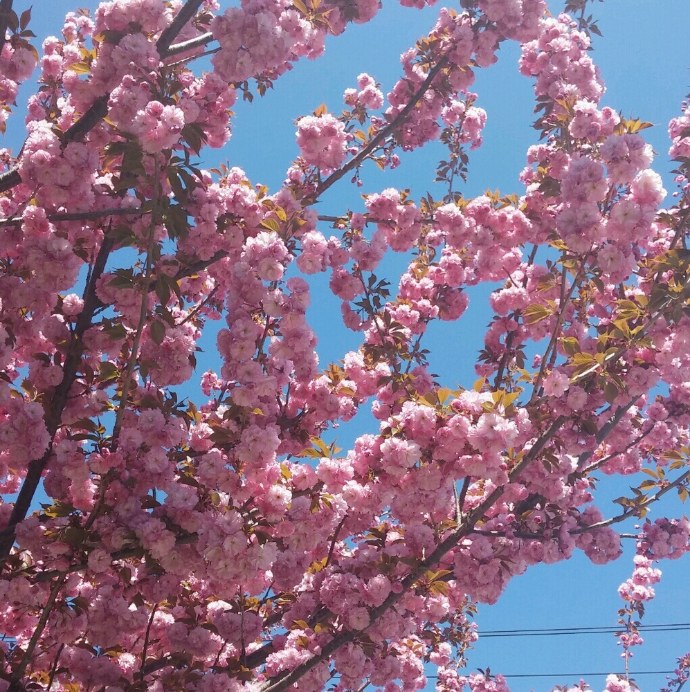 Meet your Posher, Ella